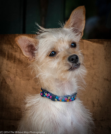 Foster Hugo-9388