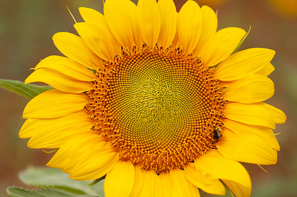 sunflowers-8783