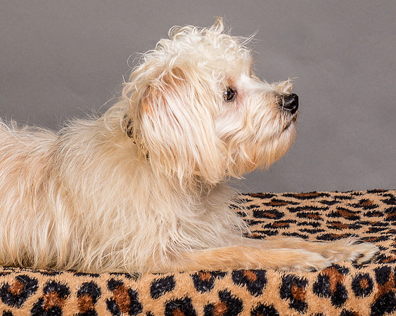 Foster Henrietta-8609
