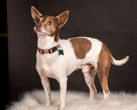 Foster Gus-0307
