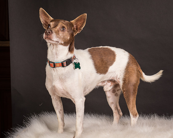 Foster Gus-0307