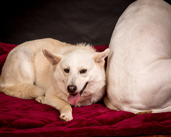 Foster Apache-0589