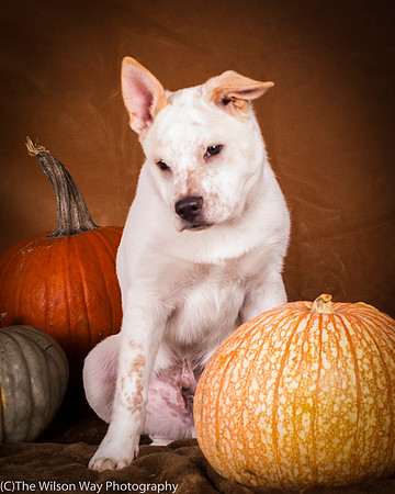 Foster Chipotle-4295