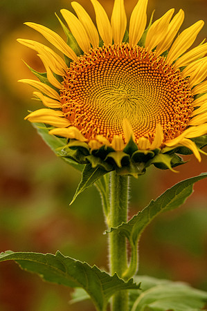 sunflowers-8792-3