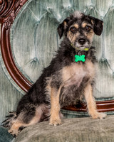 Foster Triscuit-5481