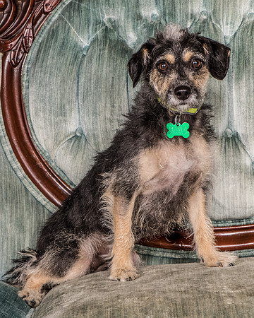 Foster Triscuit-5481