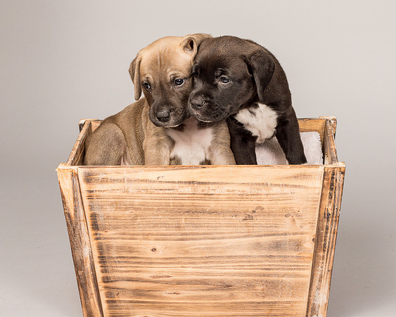 Fosters Pebbles and Gazoo-1861