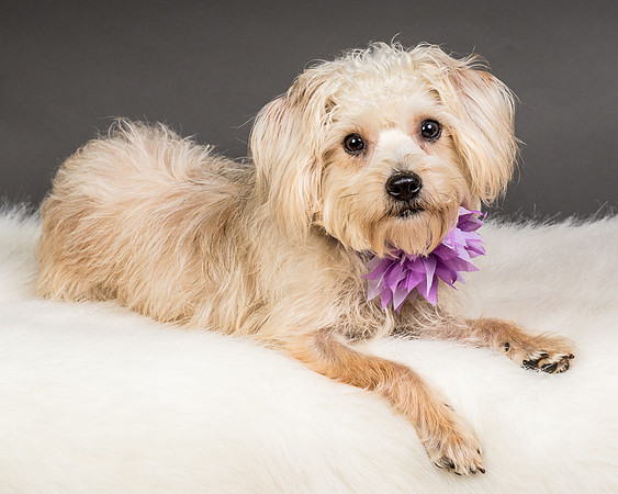 Foster Henrietta-8486
