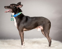 Foster Luc-5042