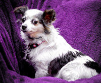 Foster Anouk-8758