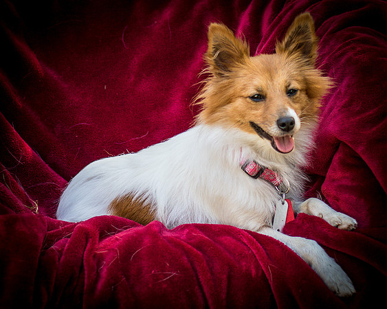 Foster Brandi-3383