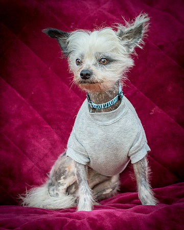 Foster Freckles-5448