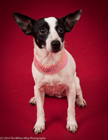 Sweet Pea-5924