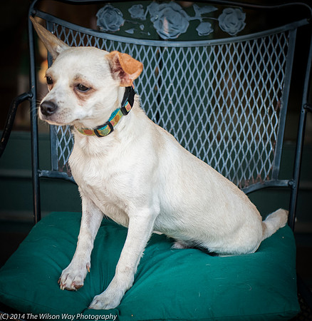 Foster Dyrdek-9343