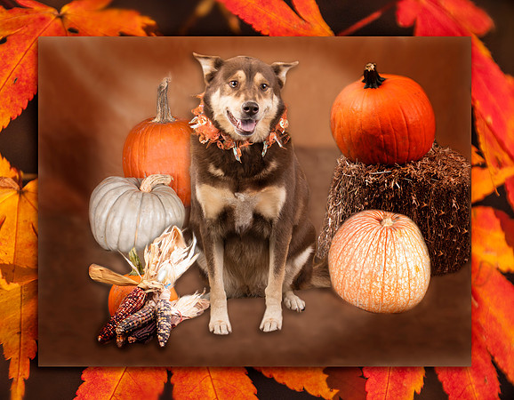 GCSPCA Calendar-November