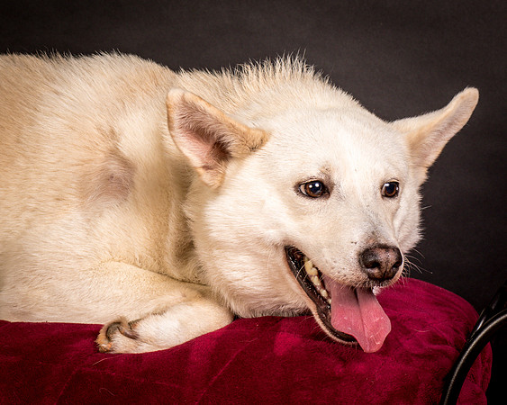 Foster Apache-0528