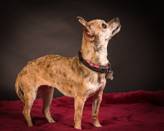 Foster Selina-1063