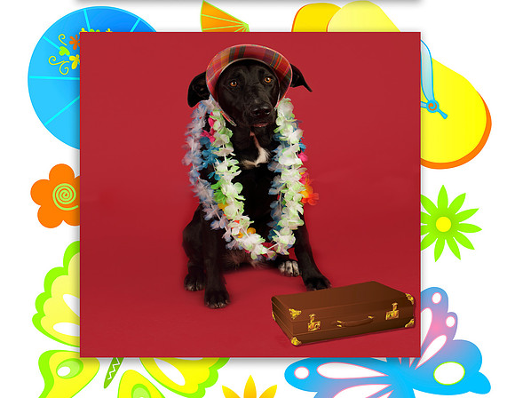 GCSPCA Calendar- August