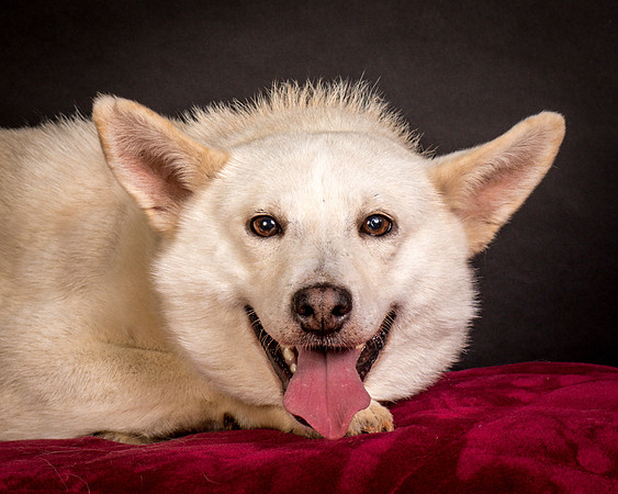 Foster Apache-0559