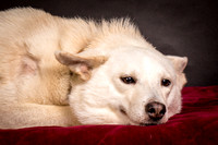 Foster Apache-0517