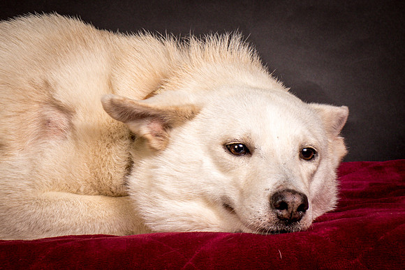 Foster Apache-0517