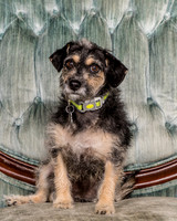 Foster Triscuit-5462