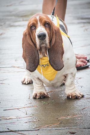 PuppyUp-1041