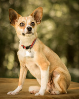 Foster Charisma-7086