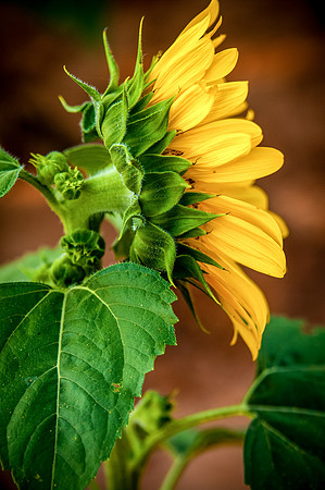 sunflowers-2035