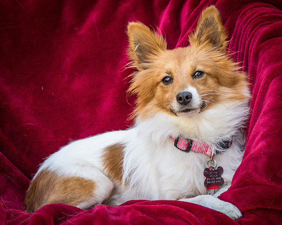Foster Brandi-3342