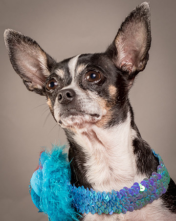 Foster Justice-4676