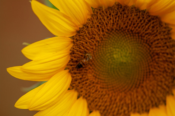 sunflowers-8341