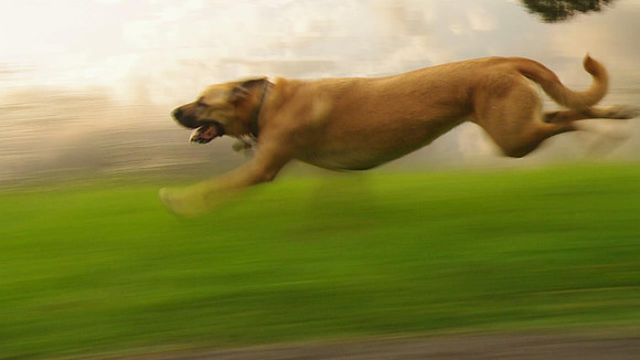 Roxy Running_001