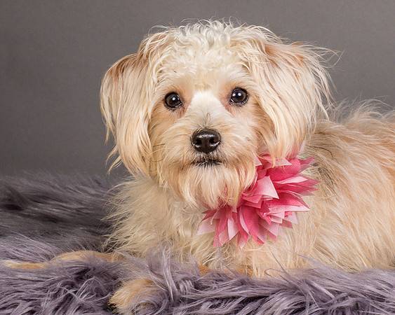 Foster Henrietta-8711