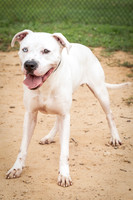 Buddy-1492