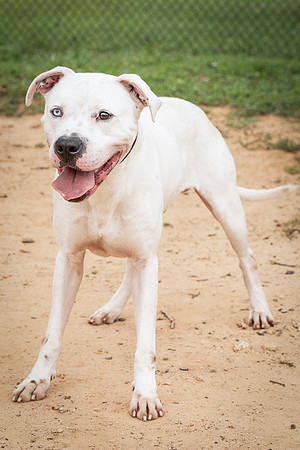 Buddy-1492