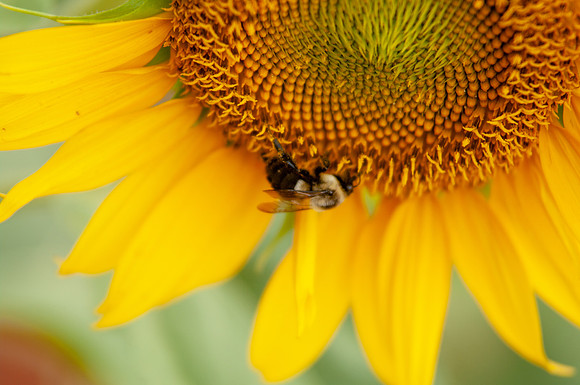 sunflowers-8386