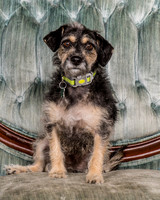 Foster Triscuit-5463