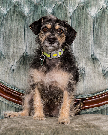 Foster Triscuit-5463