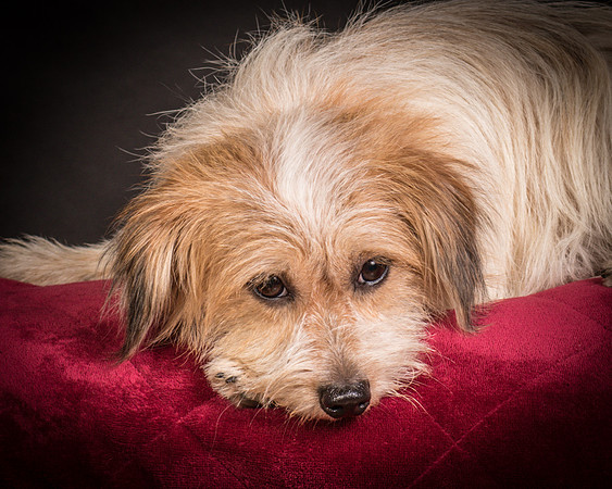 Foster Tiny-1547