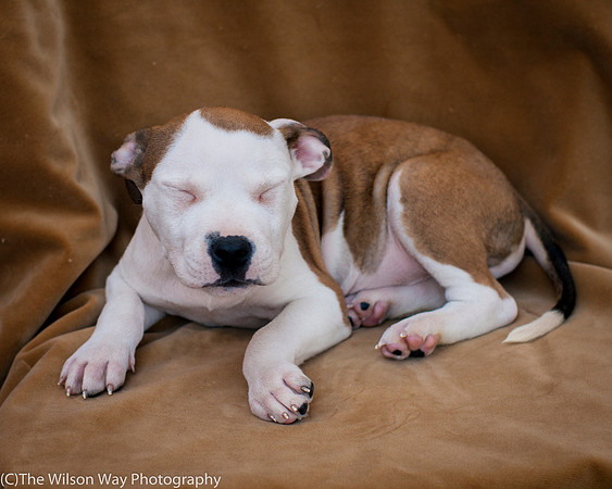 Foster Arlo-9356