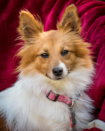 Foster Brandi-3359