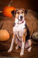 Molly-4472