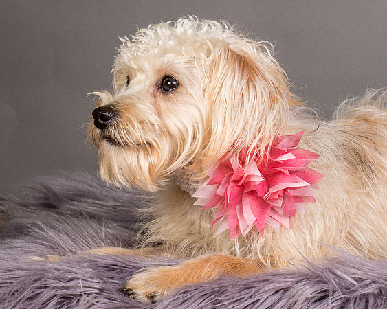 Foster Henrietta-8682