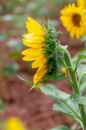 sunflowers-8714
