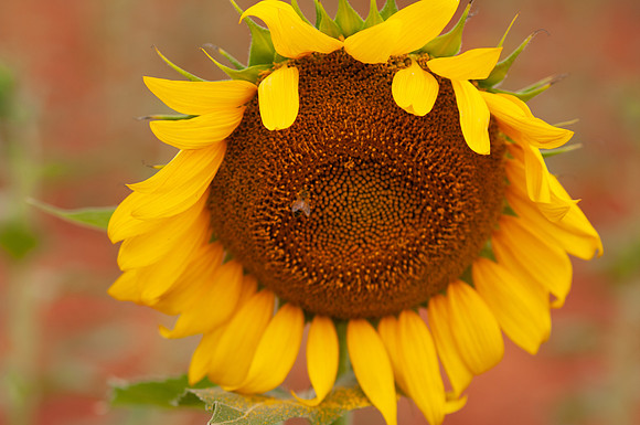 sunflowers-8333