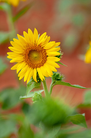 sunflowers-8738