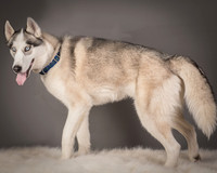 Foster Aspen-7621