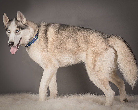 Foster Aspen-7621