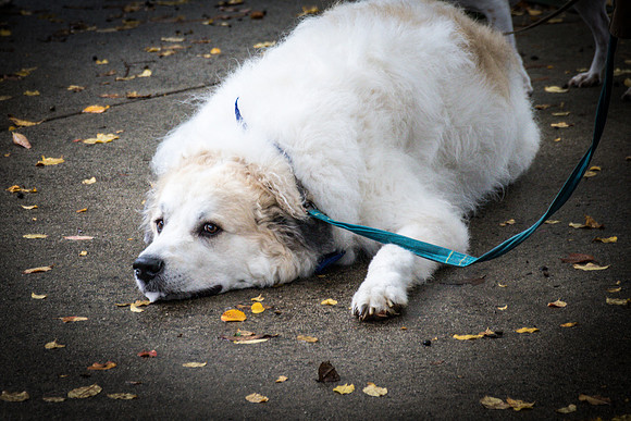 PuppyUp-1686
